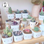 13240695_828024150664472_8358197913427774912_n