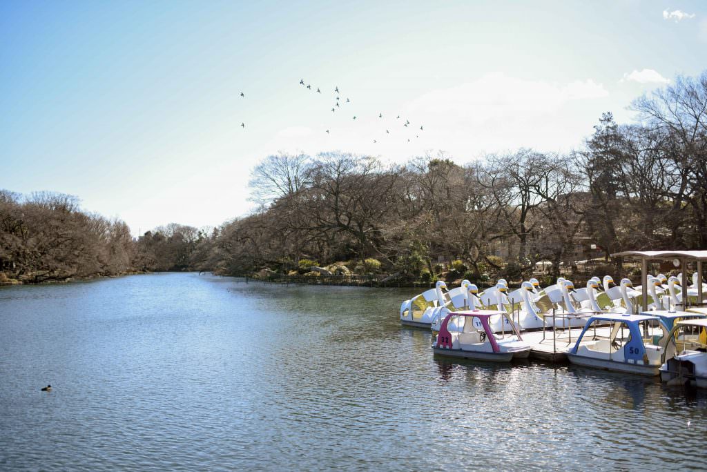 บรรยากาศของสวนสาธารณะอิโนะคะชิระ (Inokashira)