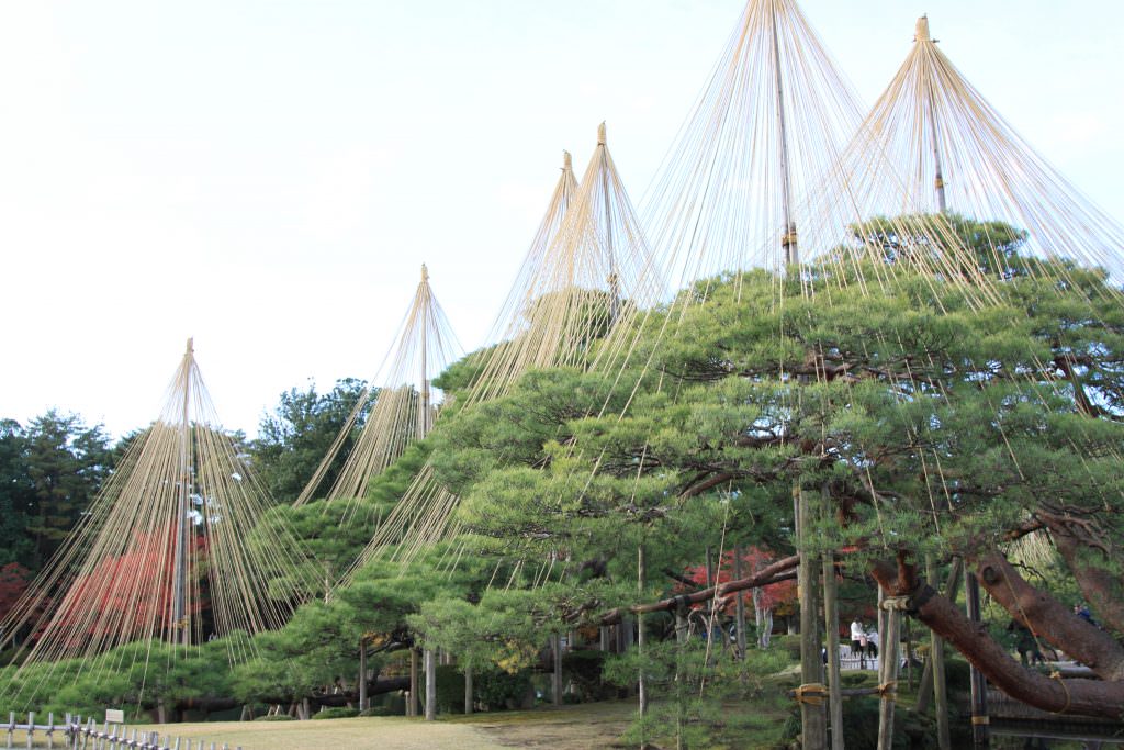 ขนาดของ Yukitsuri แตกต่างกันไปได้ แล้วแต่ไซส์ของต้นไม้