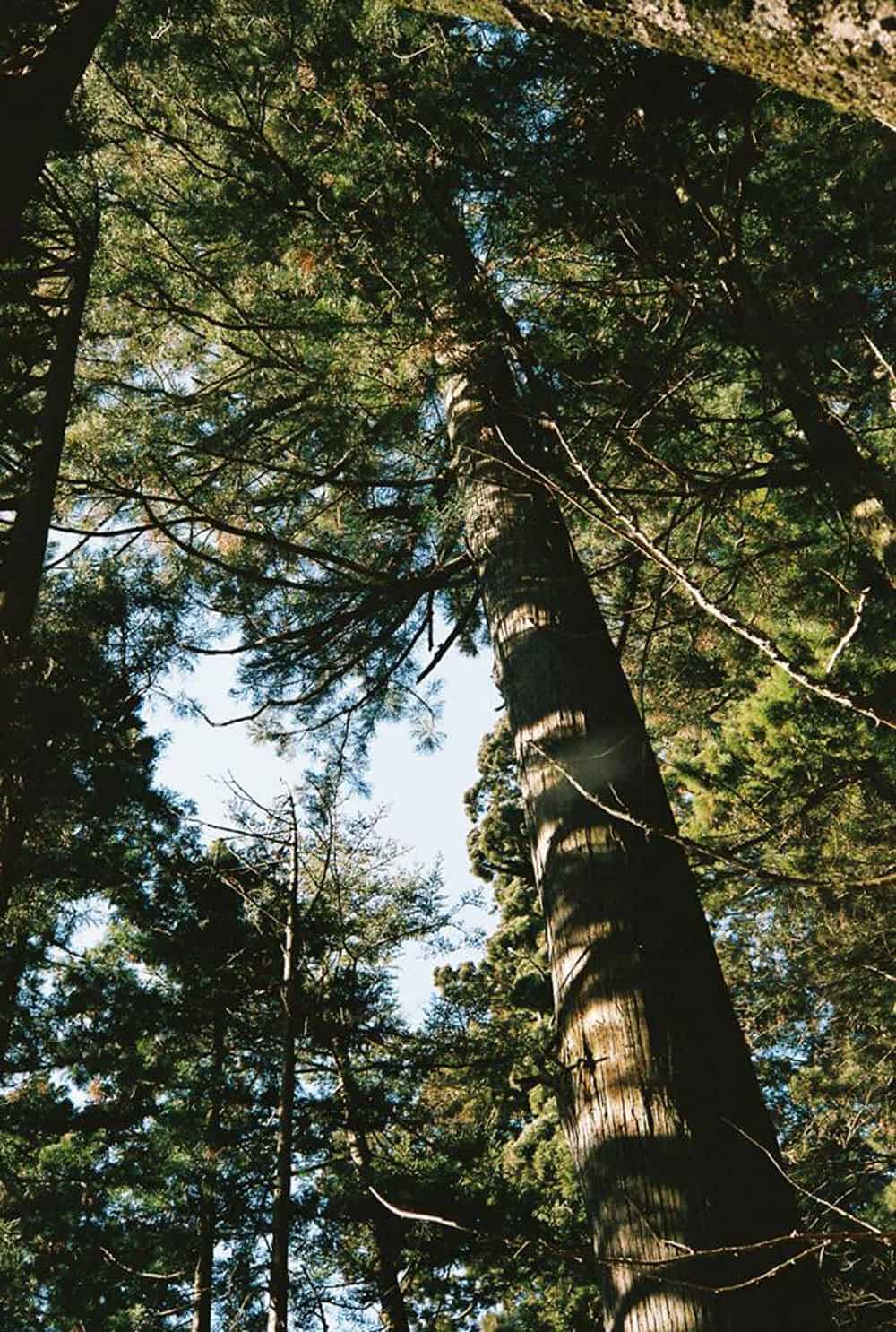 บรรยากาศโดยรอบร็อกการ์เดน (Rock Garden) บนภูเขามิตาเกะ