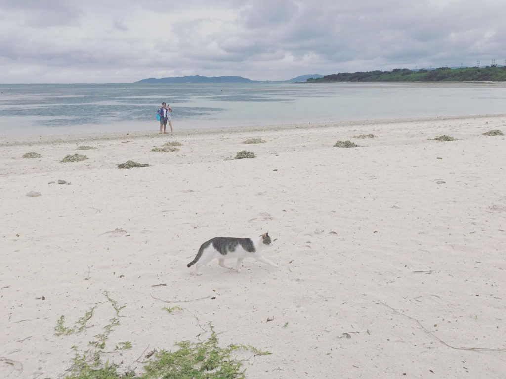 แมวเหมียวเดินเล่นที่คะอิจิ (Kaiji Beach) อย่างสบายใจ