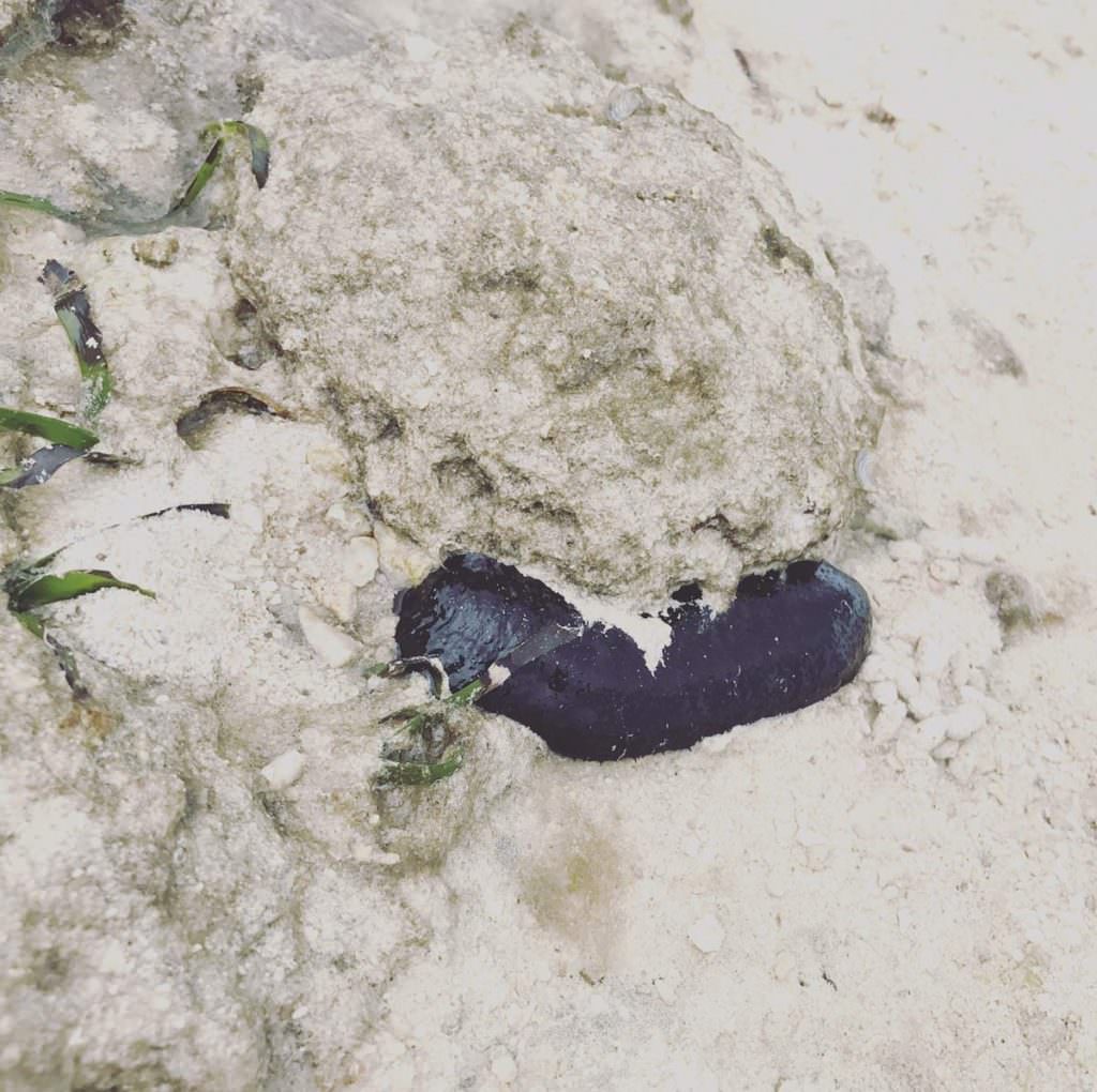 ปลิงทะเลสีดำบนหาดคะอิจิ