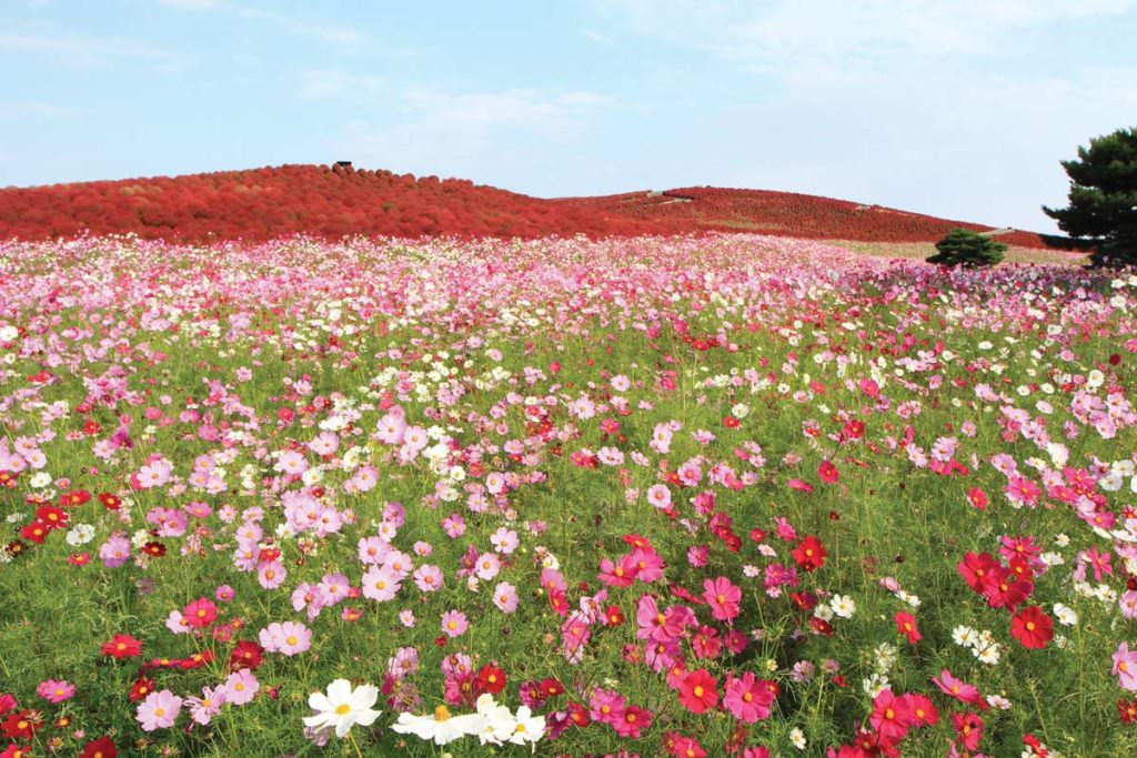 สวนฮิตะชิ ซีไซด์ พาร์ก (Hitachi Seaside Park) ในจังหวัดอิบะระกิ (Ibaraki)