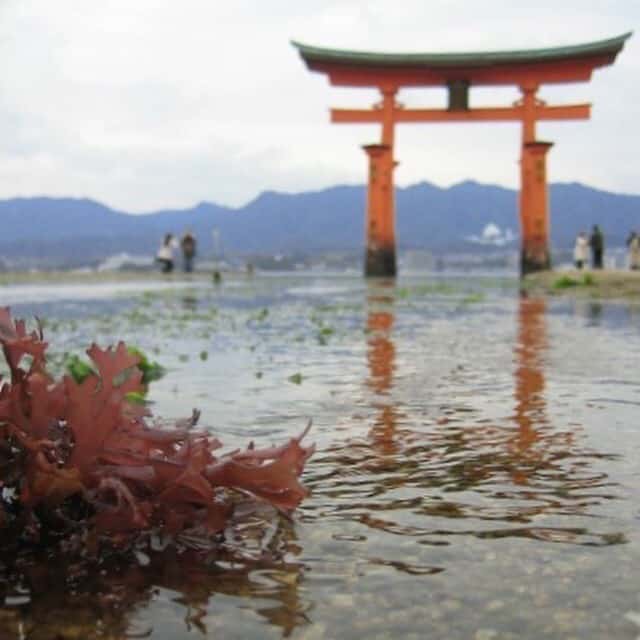 ซุ้มโทริอิ ที่เกาะมิยะจิมะ