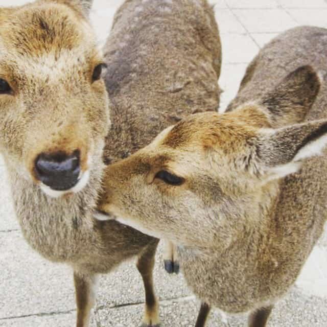 ที่เกาะมิยะจิมะมีกวางอยู่เยอะมาก