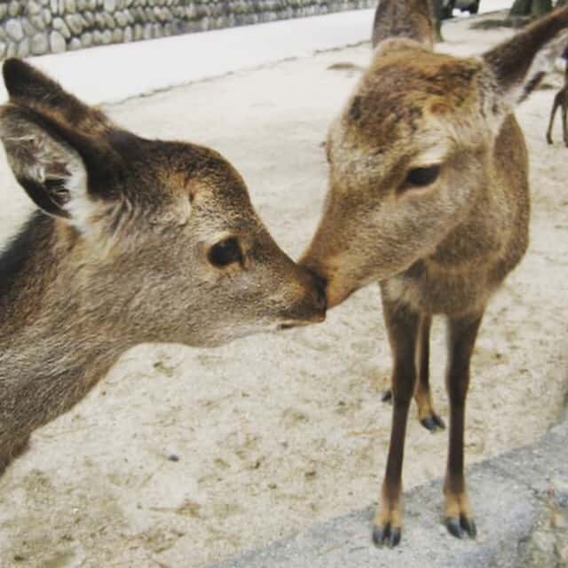 น้องกวางบนเกาะมิยะจิมะ