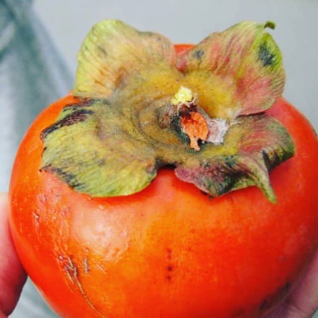 ลูกพลับจากเมืองฮิโรชิมา