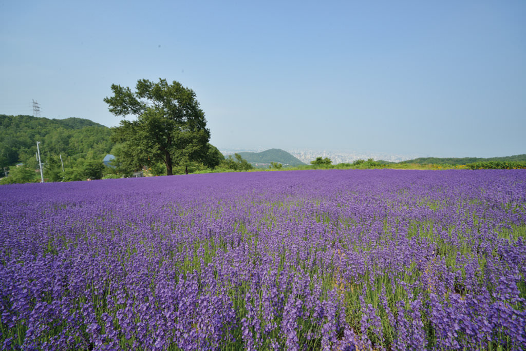 สวนโฮโรมิโทเกะ ลาเวนเดอร์ (Horomitoge Lavender Park)