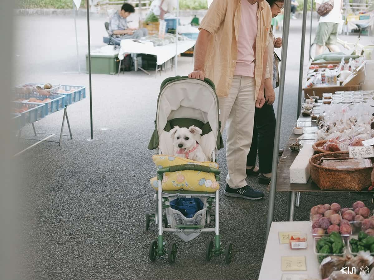 ตลาดเช้า ทาคายาม่า (Takayama) ในหน้าร้อน