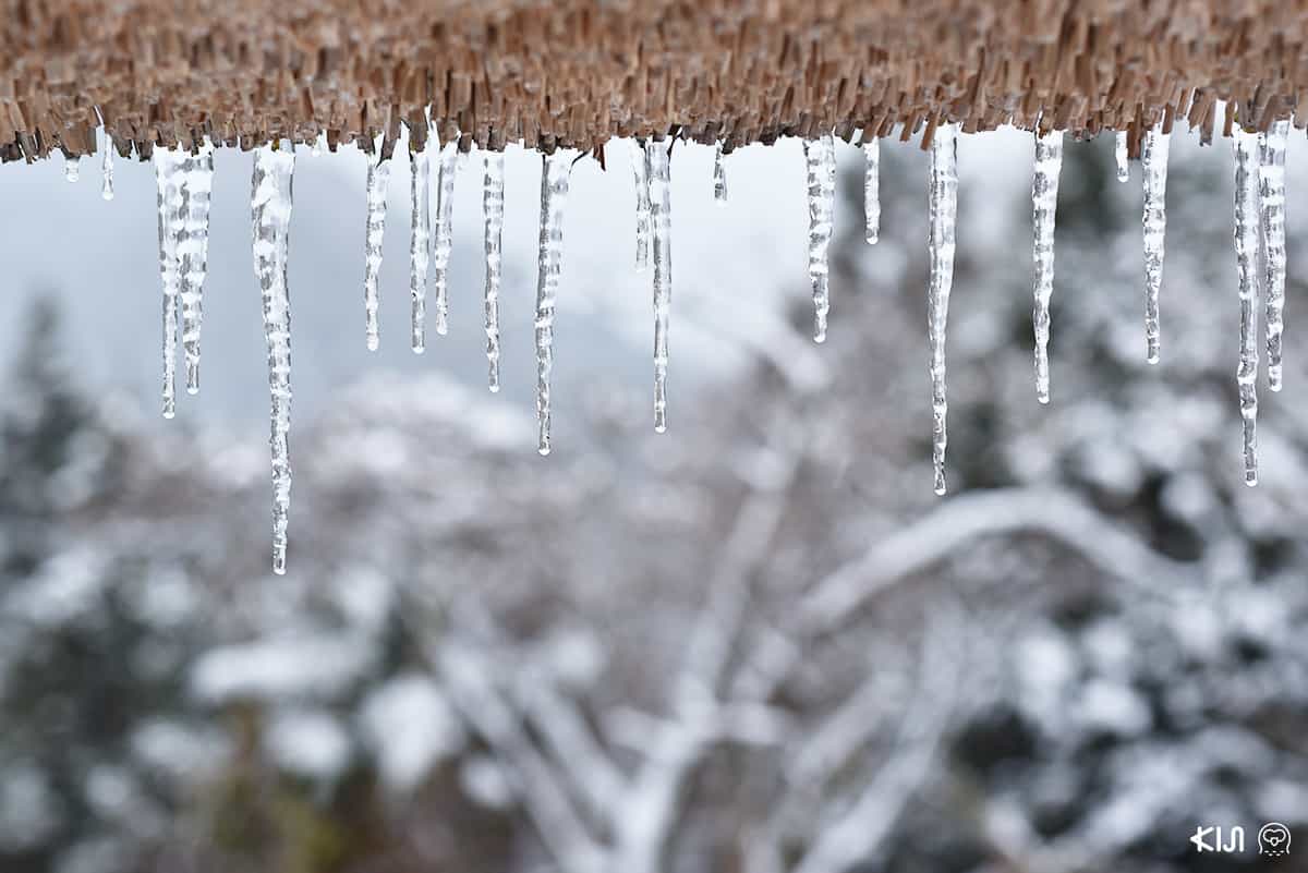 น้ำแข็งบน หุบเขาอิยะ (Iya Valley) โทคุชิม่า (Tokushima)