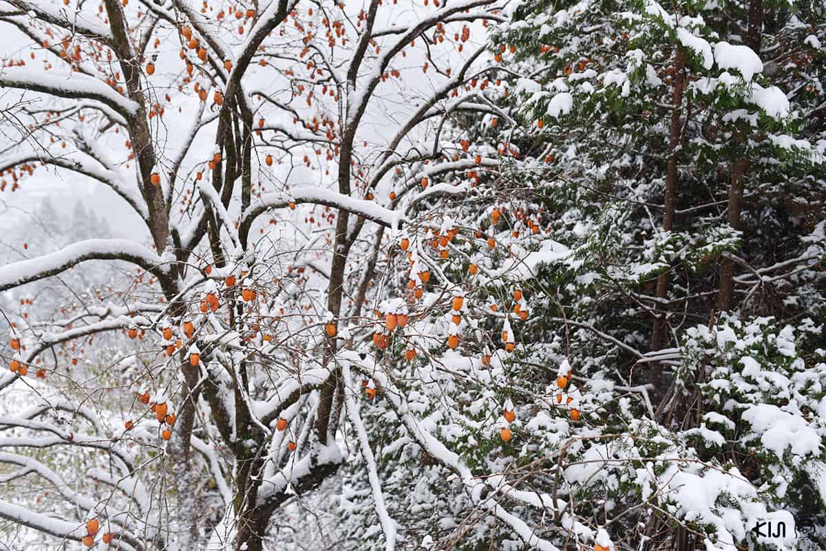 หิมะ หุบเขาอิยะ (Iya Valley) โทคุชิม่า (Tokushima)