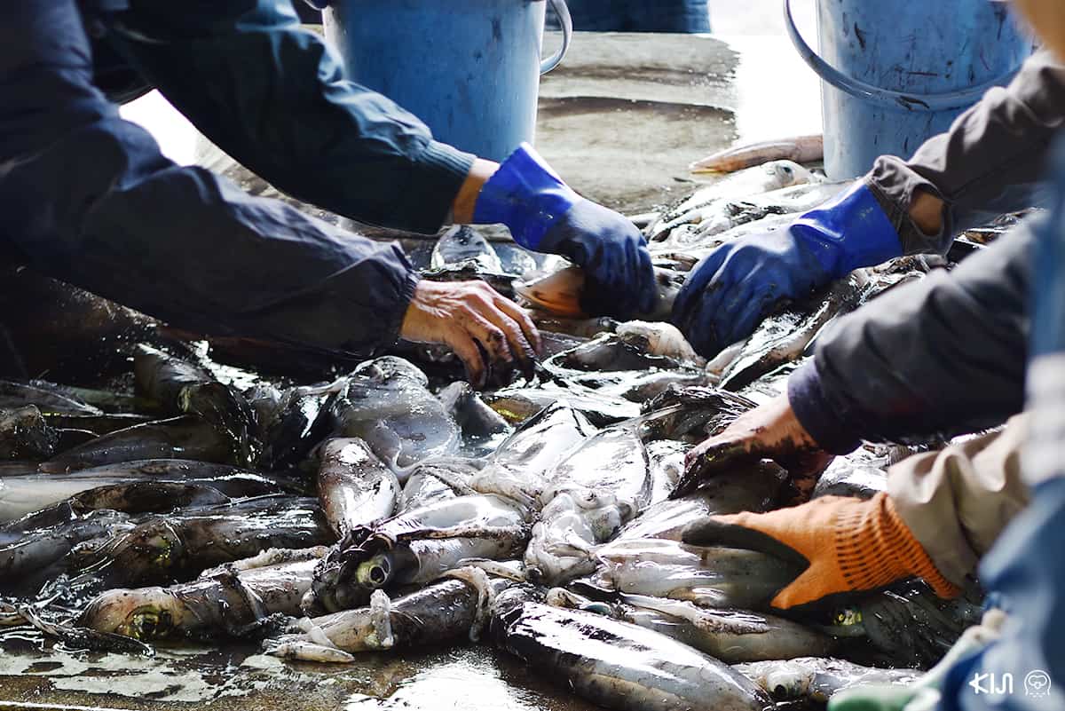 ปลาที่ชาวประมงที่หมู่บ้าน อิเนะ จับได้