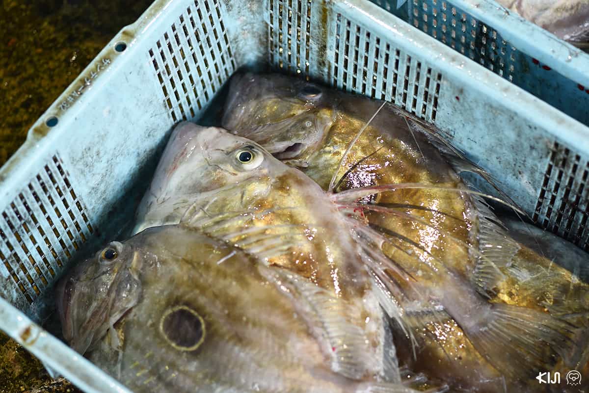 ปลาที่จับได้จาก Ine