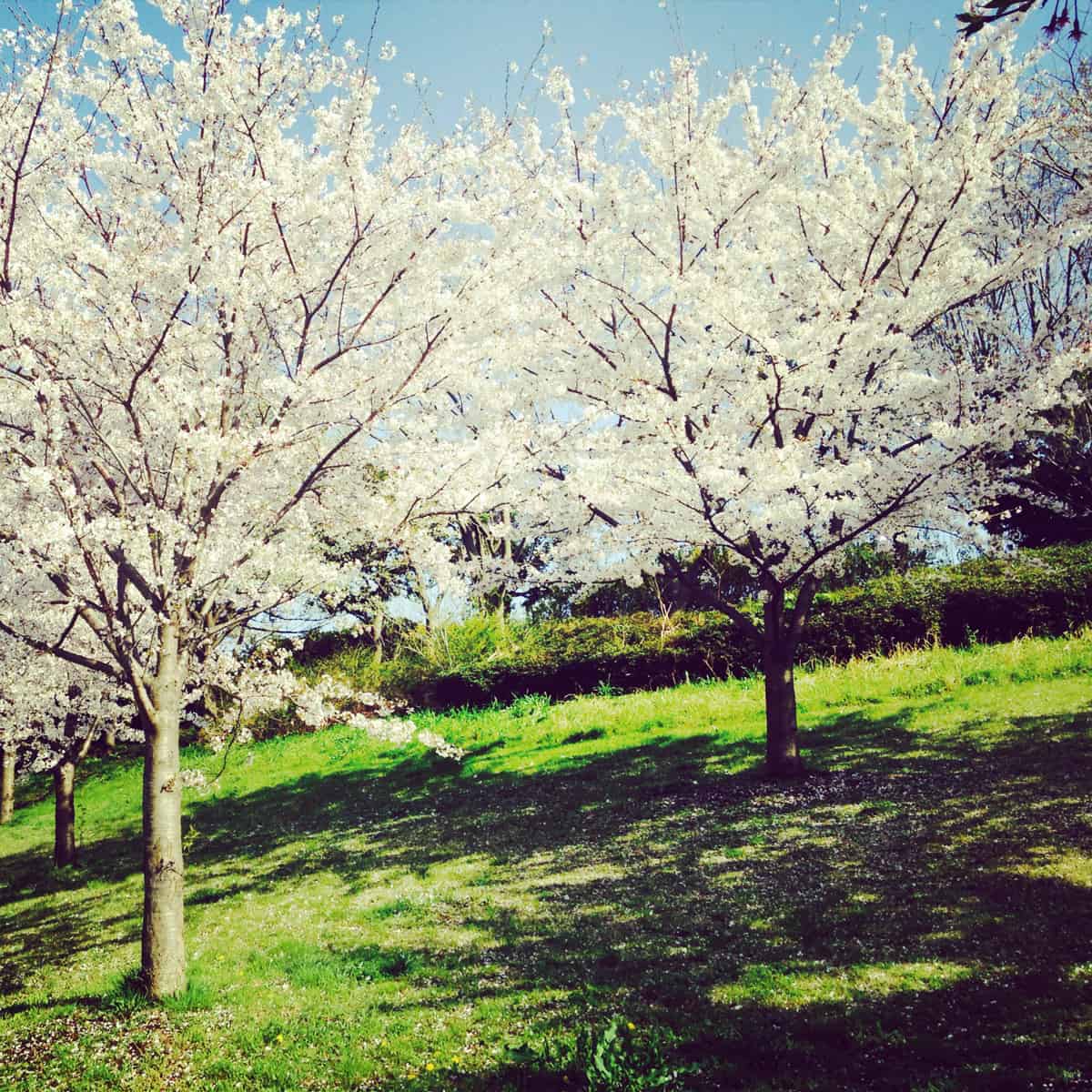 Kasai Rinkai Koen ในฤดูใบไม้ผลิ