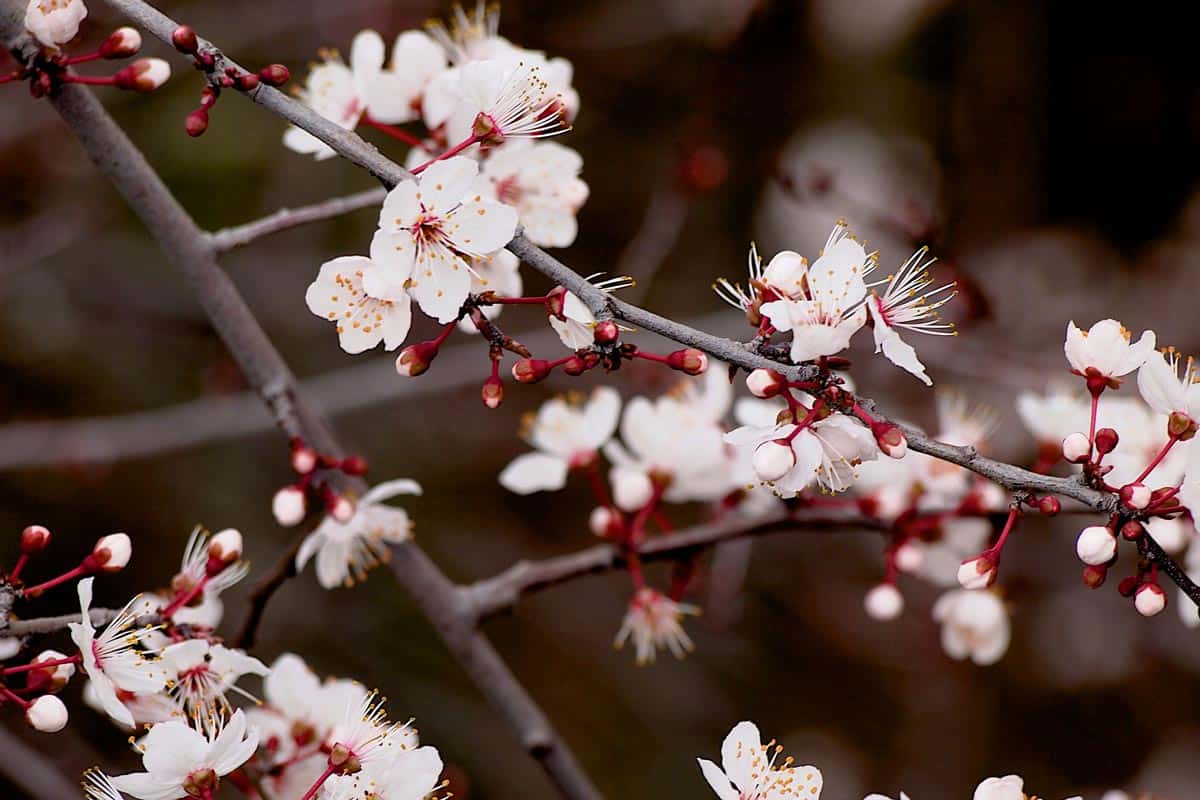 ดอกบ๊วยที่สวนไคราคุเอ็น สวนสวยติดอันดับ 1 ใน 3 ของประเทศญี่ปุ่น