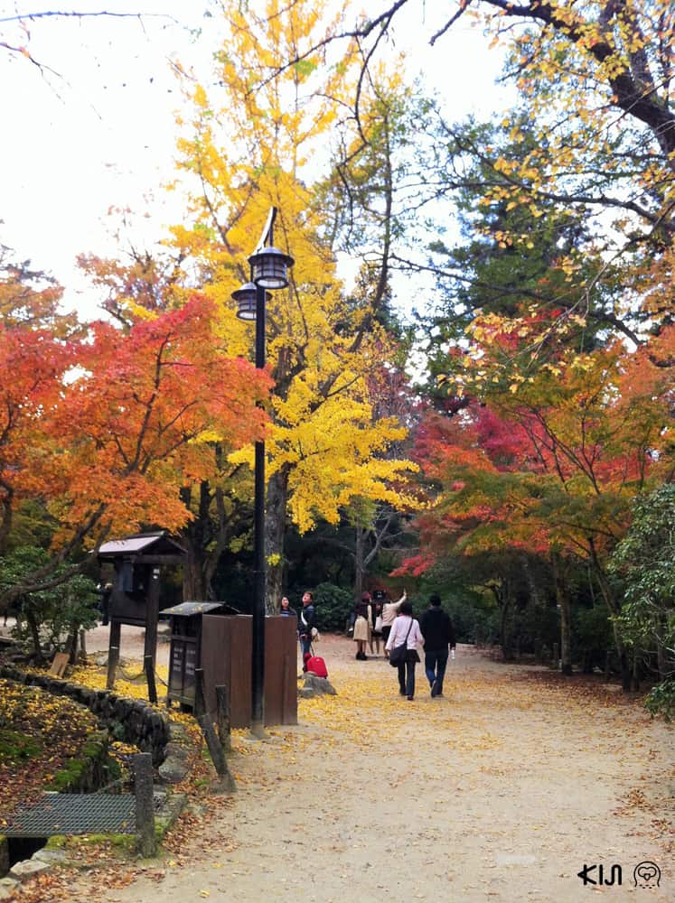 เทรกกิ้งพร้อมวิวใบไม้เปลี่ยนสีสวยๆ บนเกาะมิยาจิม่า (Miyajima Island)