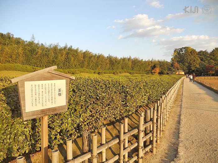 โซนไร่ชาภายในสวนโครากุเอ็ง (Kōraku-en)