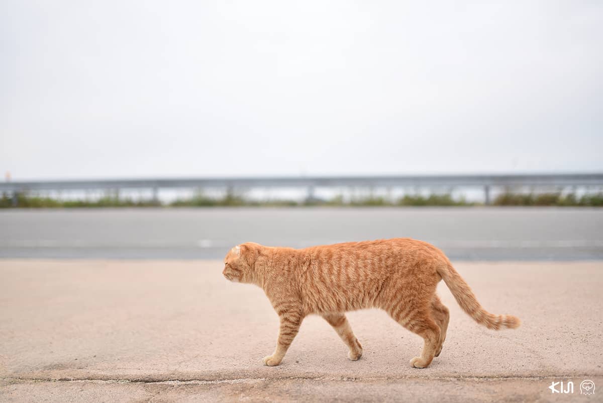 เจ้าแมวเหมียวที่ชิโมะซุอิ (Shimotsui)