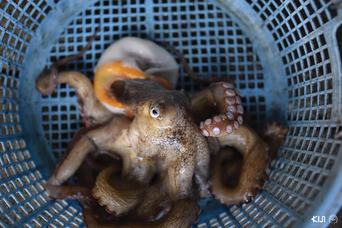 ปลาหมึกยักษ์ที่ชิโมะซุอิ (Shimotsui)