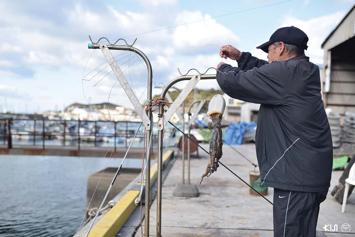 ชาวประมงกำลังนำปลาหมึกยักษ์มาตากแห้ง