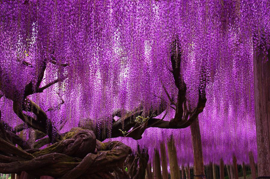ดอกวิสทีเรีย (Wisteria) หรือที่ชาวญี่ปุ่นเรียกกันว่าดอกฟูจิ
