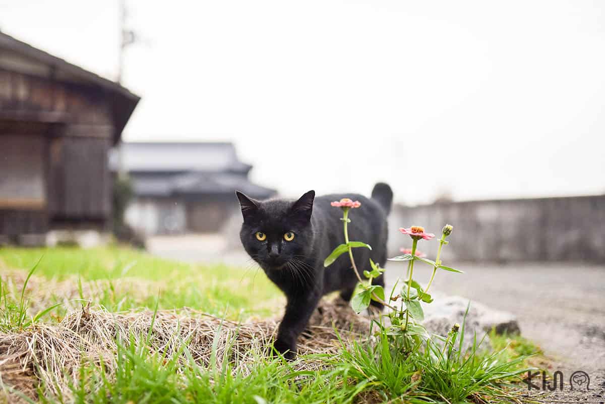 แมวเหมียวขนสีดำ บนเกาะเทชิมะ (Teshima Island)