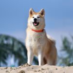 1200px-Akita_Inu_dog
