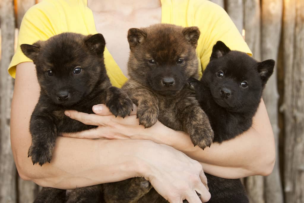 คาอิเคน (甲斐犬 KAI KEN)