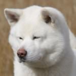 f56dc8aa0e67d4dab3cc15b6a8fc9c75