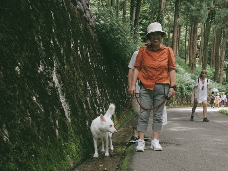 เจ้าคิชูตัวขาวที่เจ้าของพามาเดินเล่น สงสัยจะร้อนเดินเล่นน้ำไม่ยอมหยุดเลย