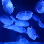 5133d389-2a0d-4191-9dd0-63c97061c827_