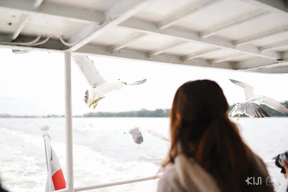 ให้ขนมนกนางนวลเล่นขณะนั่งเรือไปด้วยก็ยิ่งเพิ่มความสนุกมากขึ้นอีก