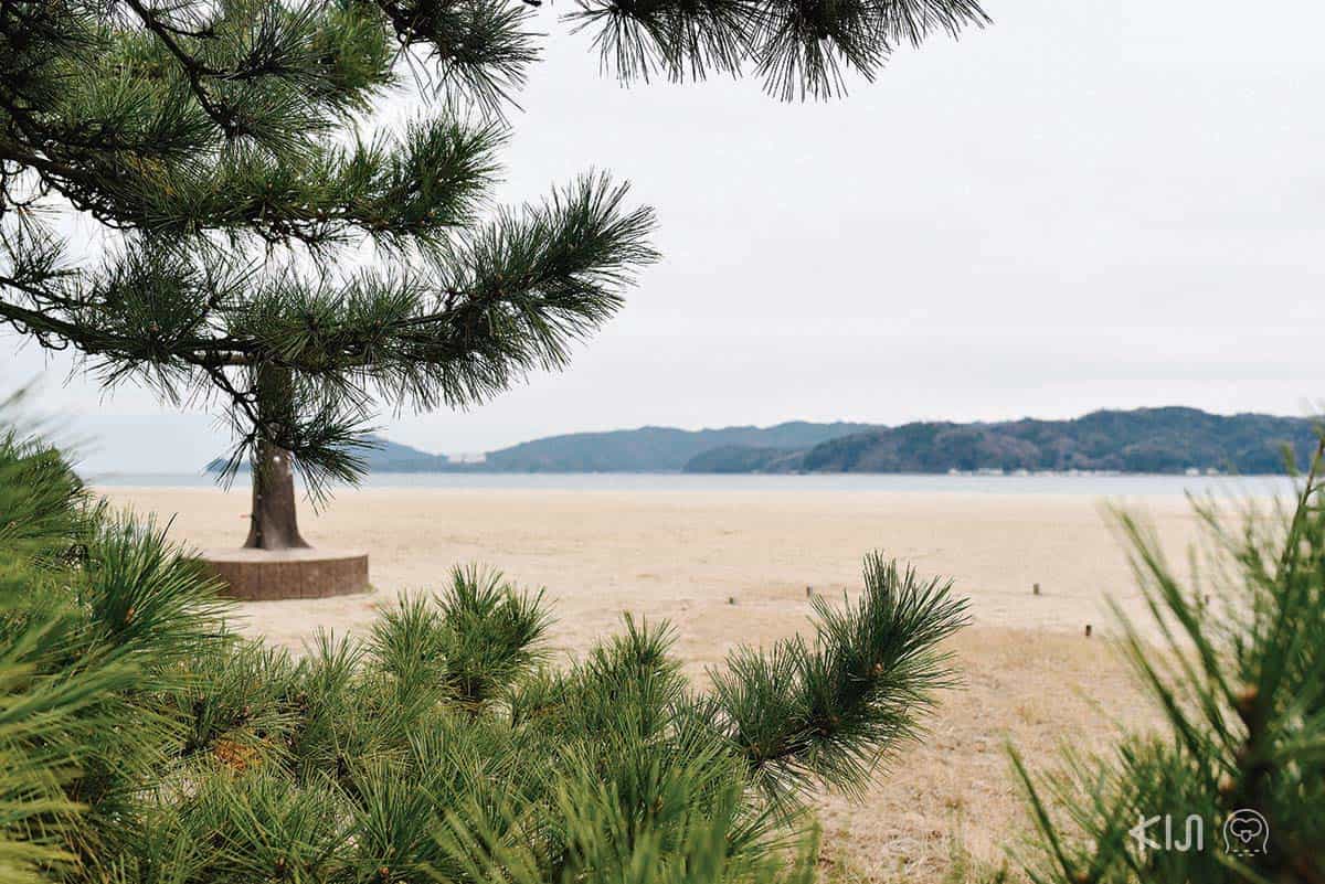 หาดทรายขาว ต้นสนเขียว ที่อามาโนะฮาชิดาเตะ