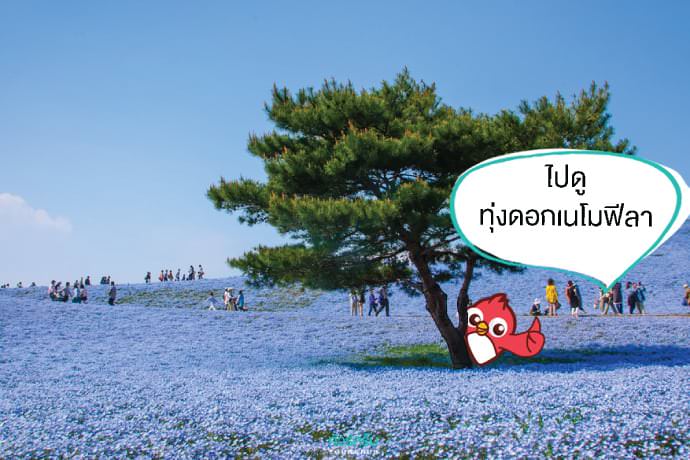 เที่ยวญี่ปุ่นหน้าร้อน : แวะชมทุ่งดอกเนโมฟีลา (Nemophila) สีฟ้าเป็นล้านๆ ดอกที่อิราบากิ (Ibaraki)