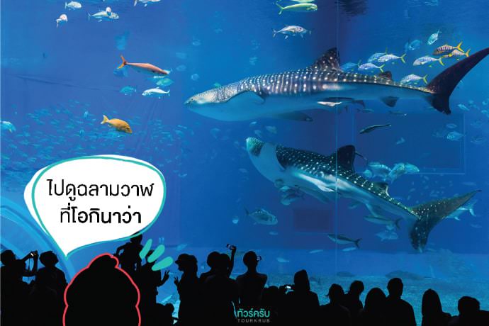 เที่ยวญี่ปุ่นหน้าร้อน : ดูฉลามวาฬขนาดยักษ์แบบใกล้ชิดที่ชูราอุมิ อควาเรียม (Okinawa Churaumi Aquarium) จ.โอกินาว่า (Okinawa)