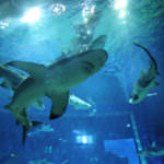 o0800053313405186908