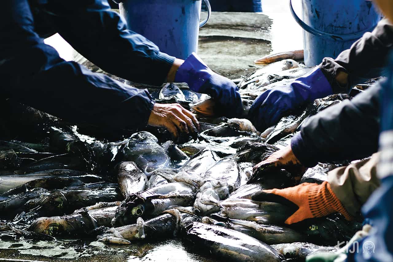 พนักงานบริษัทประมงที่หมู่บ้านอิเนะ กำลังแยกปลาที่จับมาได้