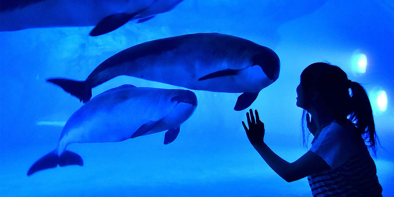 Night Aquarium & Otaru Light Up Tour พานั่งรับประทานอาหารบนรถพร้อมชมวิวเมืองโอตารุ และพาไปชมพิพิธภัณฑ์สัตว์น้ำโอตารุ (Otaru Aquarium) ที่อยู่ในโซนชุคุสึ (Shukuzu)