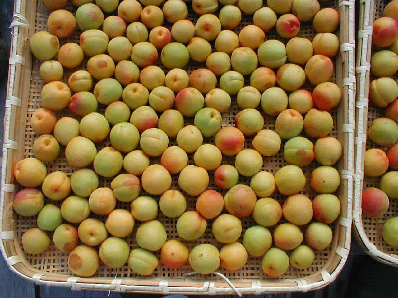 แอปเปิ้ลจากสวนของที่พัก Komaki no Ie