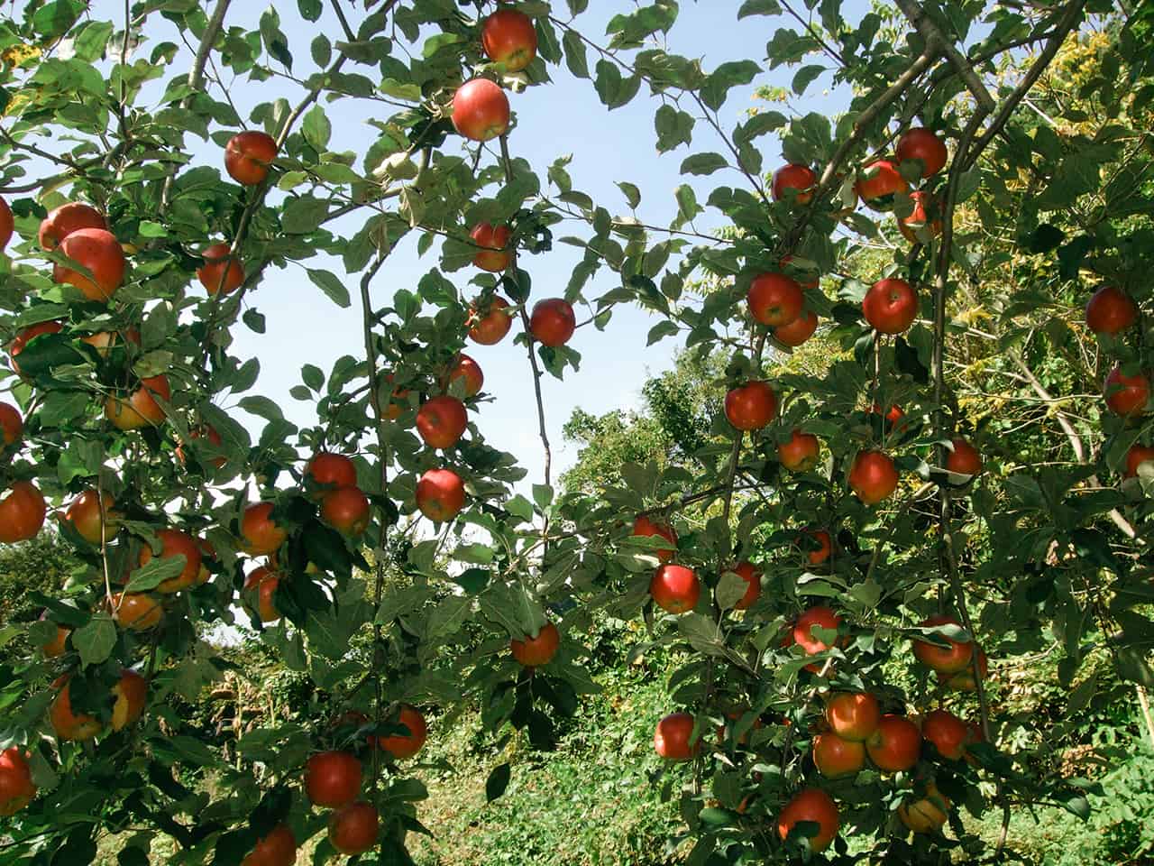 บ้านสวนแอปเปิ้ล ตั้งอยู่ตรงตีนภูเขานาคุอิดาเคะ (Mt.Nakuidake)