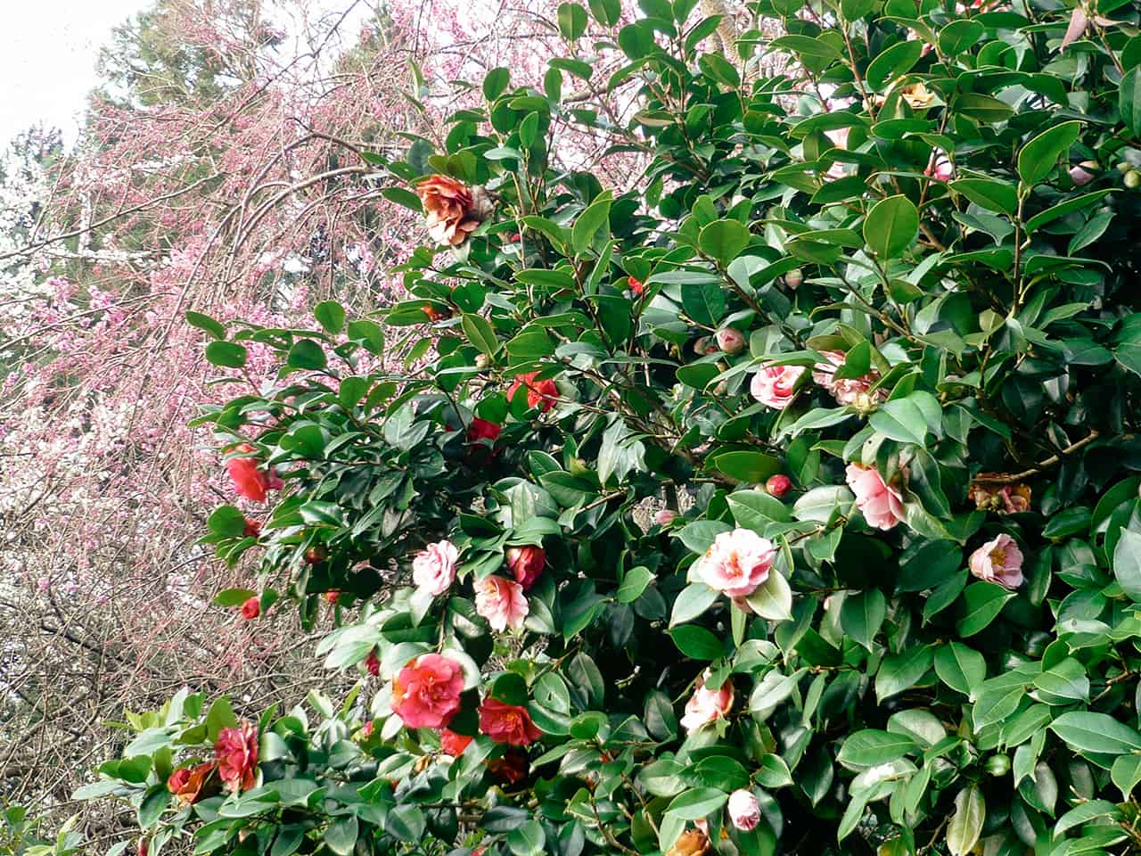 ดอกไม้สวยๆ ที่เจ้าของฟาร์มสเตย์ Guest House " YOSHI" ปลูก