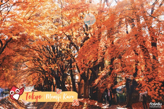 โตเกียว (Tokyo) : อุโมงค์ใบเมเปิ้ล โมมิจิ ไคโร (Momiji Kairo)