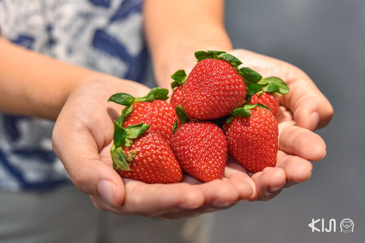 สตรอว์เบอร์รี่สดๆ จากจังหวัดโทจิกิ