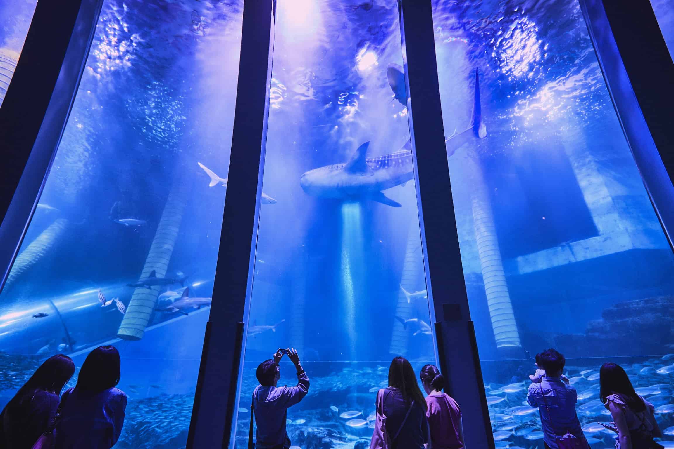 วิธีไปโยโกฮาม่า (Yokohama) - ตู้ปลาขนาดยักษ์ในฮักเกจิมะ ซีพาราไดซ์ (Hakkeijima Sea Paradise)