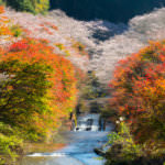 Nagoya, Obara Sakura in autumn
