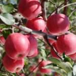 applepicking_eye-1200×800