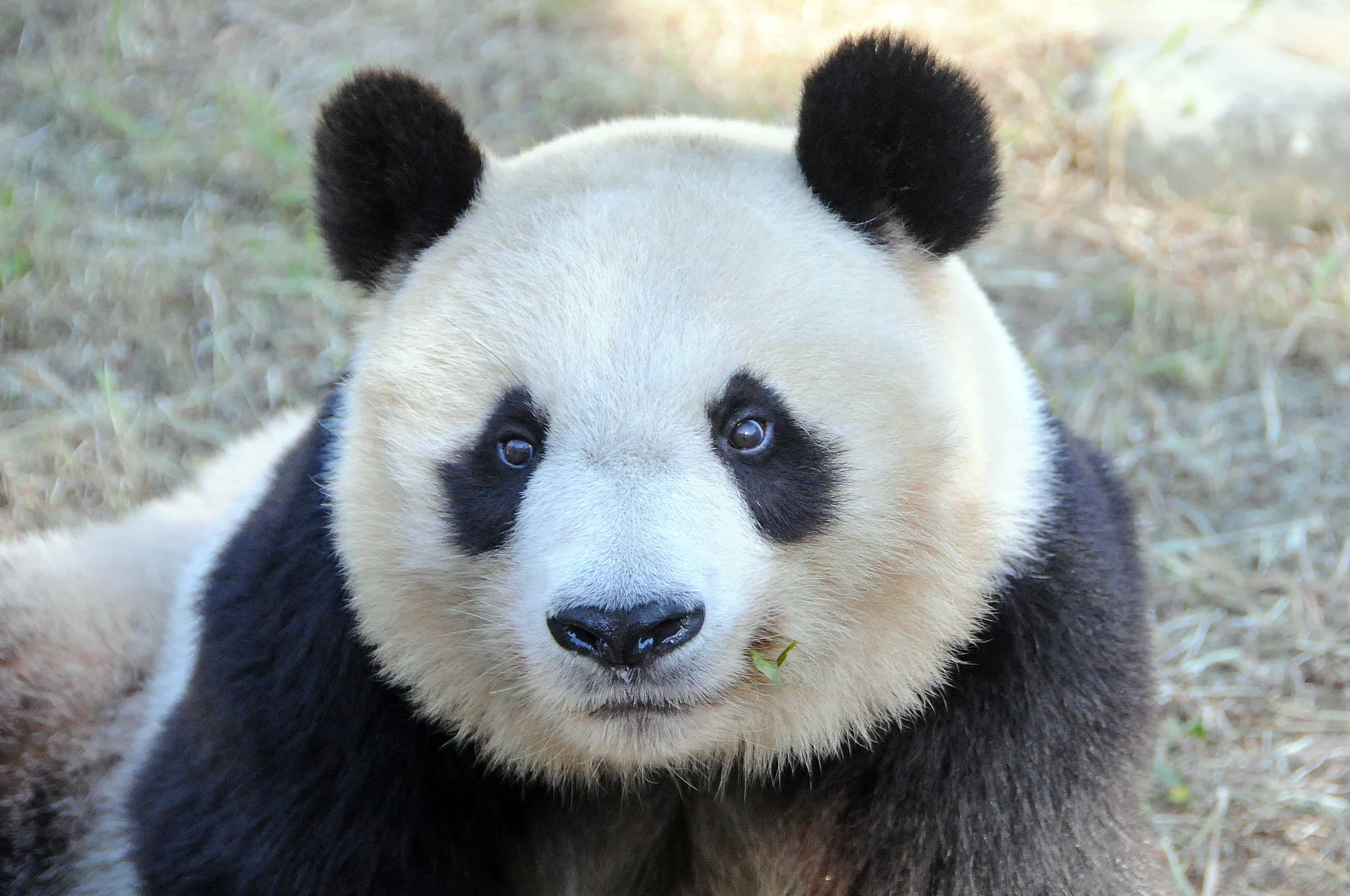 วิธีไปโกเบ (Kobe) - แพนด้ายักษ์ พระเอกของสวนสัตว์โกเบโอจิ (Kobe Oji Zoo)