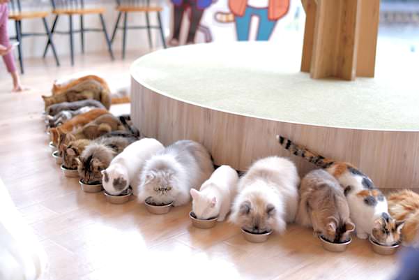 เหล่าน้องแมวกำลังกินข้าวกันที่ Mocha Cat Cafe