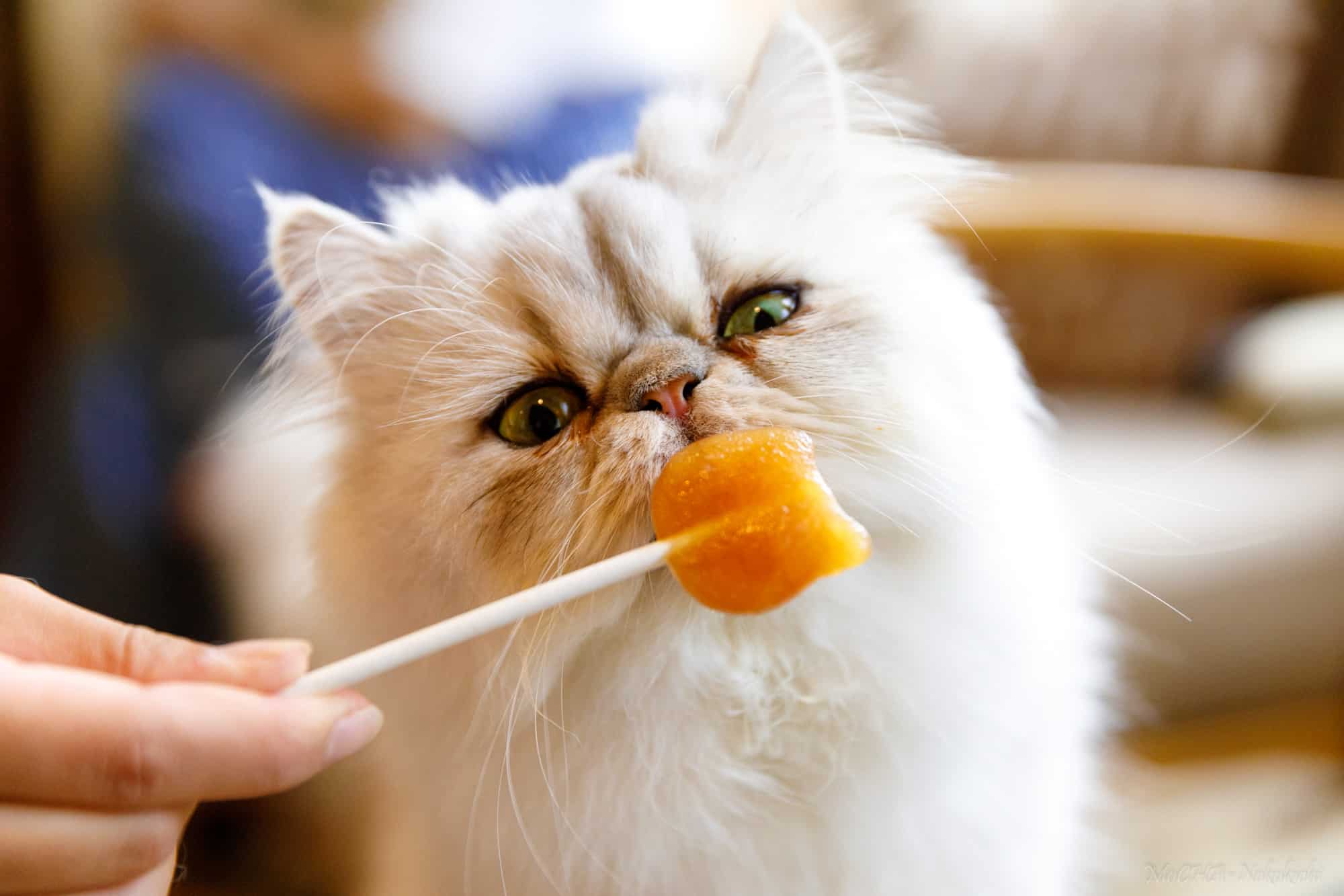 ป้อนอาหารน้องแมวกันที่ Mocha Cat Cafe