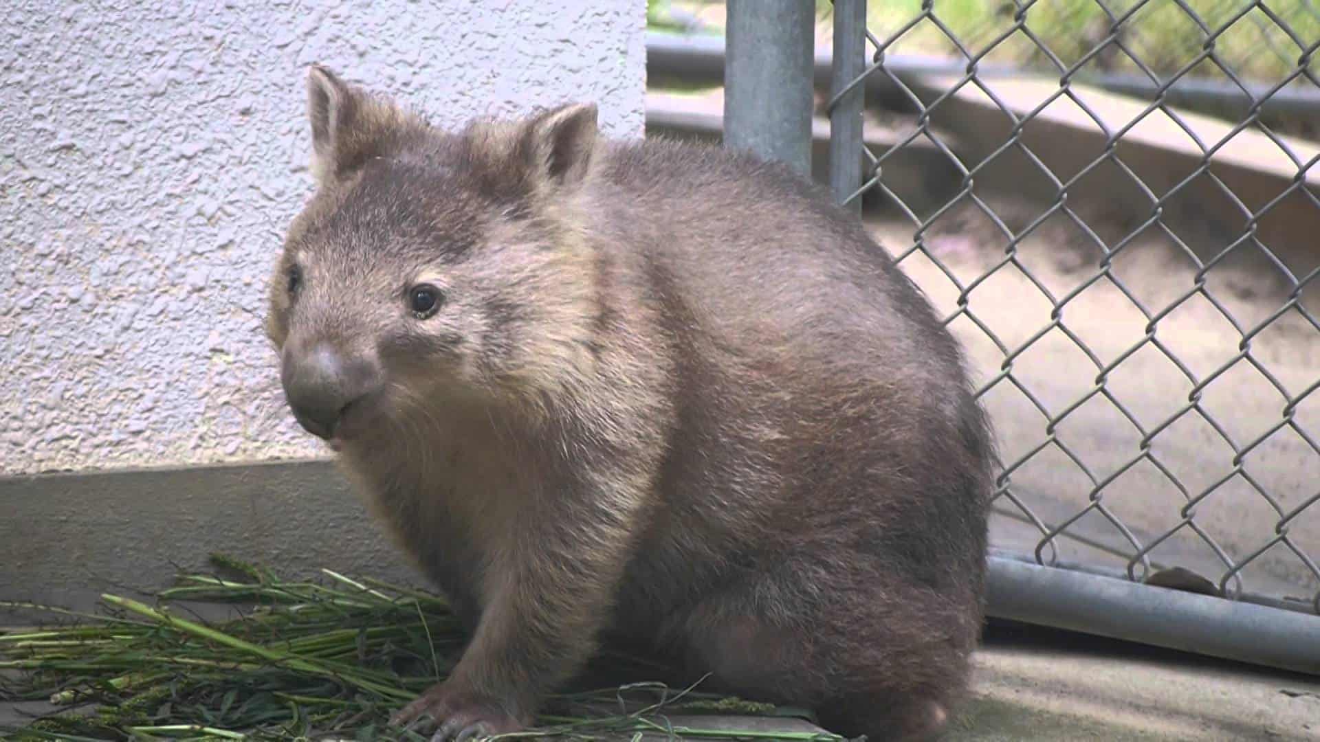 วอมแบทภายในสวนสัตว์ซัตสึกิยามะ (Takarazuka)